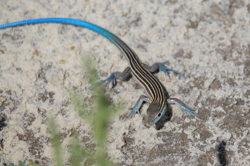 (Aspidoscelis inornatus subsp. cienegae)