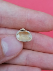 Striarca lactea