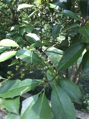 Prunus caroliniana