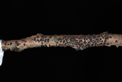 Red Tree Brain Fungus