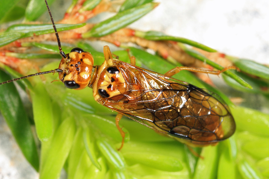 Cephalcia semidea