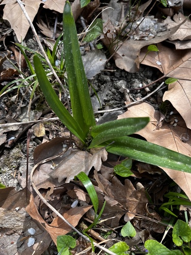 Colchicum umbrosum