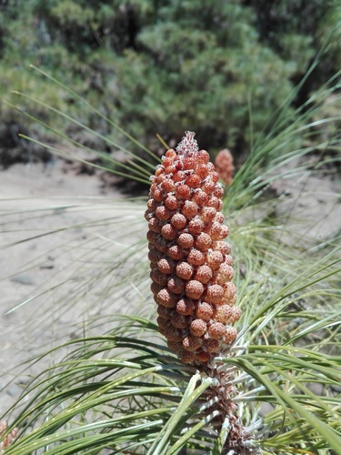 Pinus image