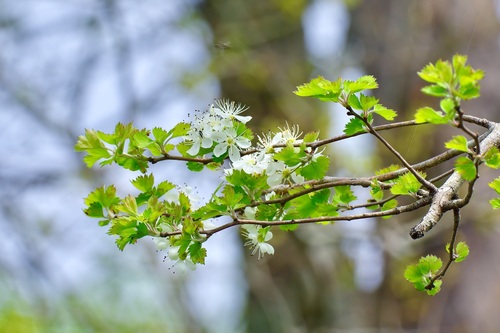 Image of Crataegus marshallii by (c) Michelle W. （鍾偉瑋）, some rights reserved (CC BY)