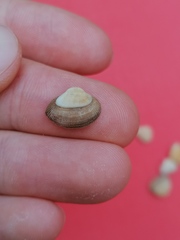 Striarca lactea