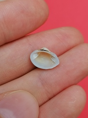 Striarca lactea