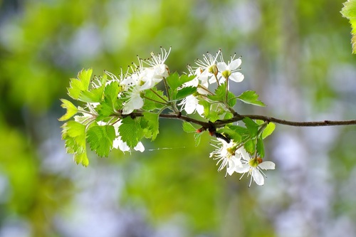 Image of Crataegus marshallii by (c) Michelle W. （鍾偉瑋）, some rights reserved (CC BY)