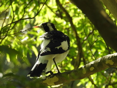 Grallina cyanoleuca