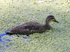 Anas superciliosa