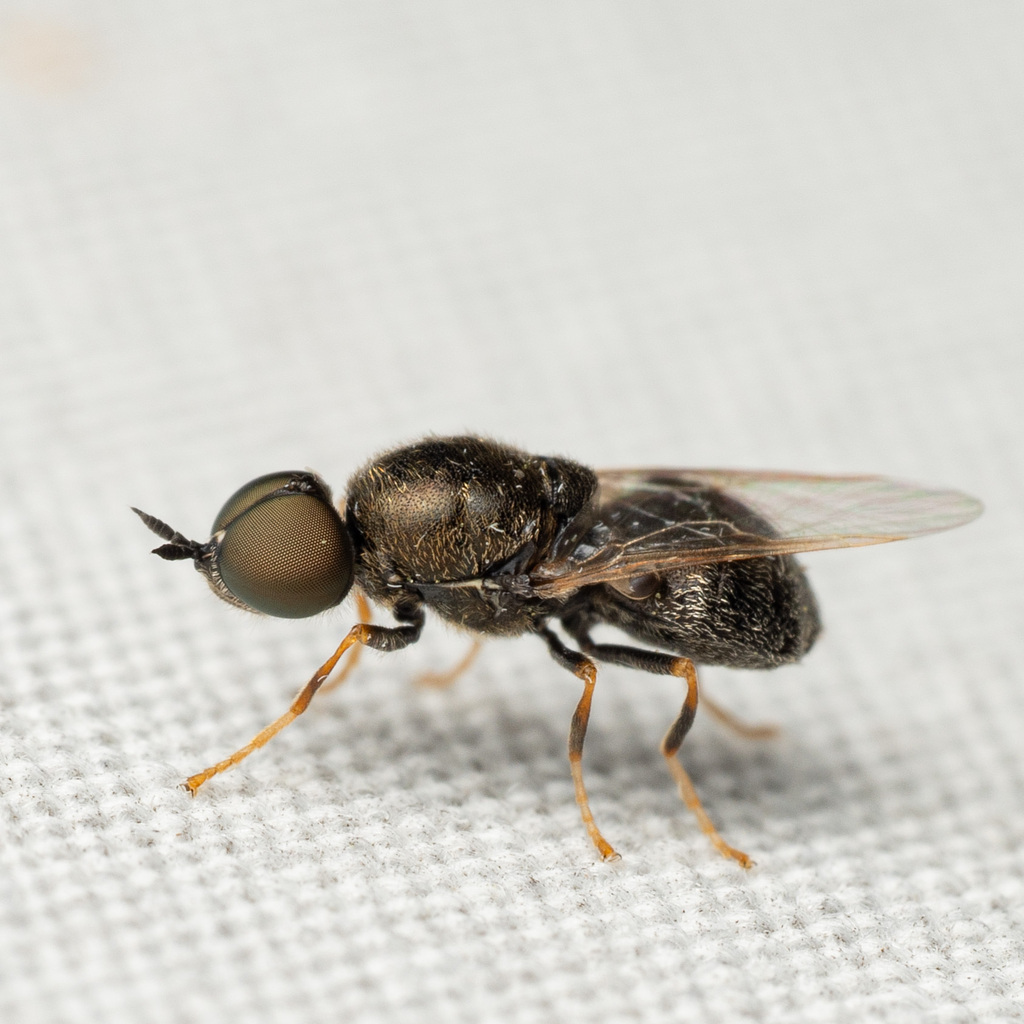 Nemotelus bruesii