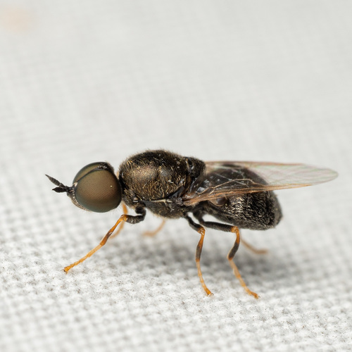 Nemotelus bruesii Melander, 1903