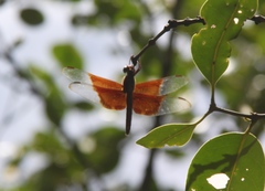 Camacinia gigantea