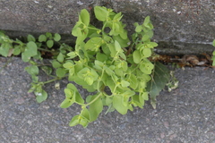 Euphorbia peplus