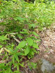 Crepidiastrum denticulatum