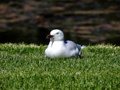 Chroicocephalus novaehollandiae