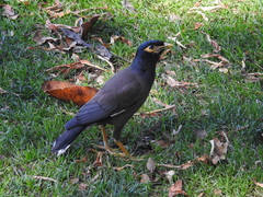 Acridotheres tristis