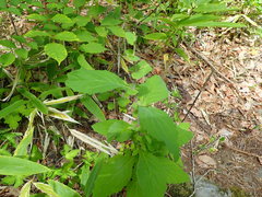 Crepidiastrum denticulatum