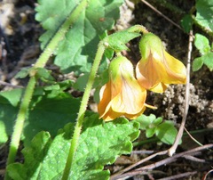 Hermannia scabricaulis