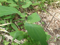 Crepidiastrum denticulatum