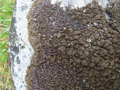 Xanthoparmelia loxodes