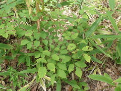 Toxicodendron trichocarpum