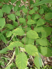 Toxicodendron trichocarpum
