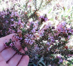 Erica interrupta