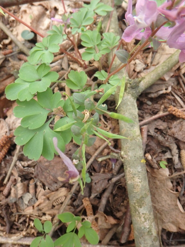 Corydalis caucasica