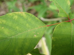Toxicodendron trichocarpum