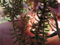 Erica interrupta