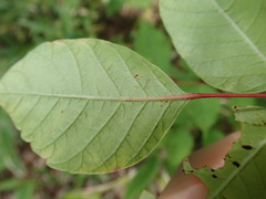 Toxicodendron trichocarpum