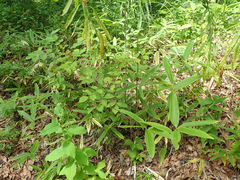 Toxicodendron trichocarpum
