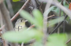 Vireo gundlachii