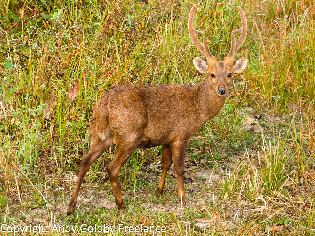 Axis porcinus porcinus, Assam, IN, by jane_tours