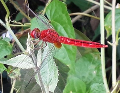 Crocothemis servilia