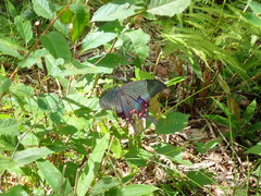 Papilio maackii