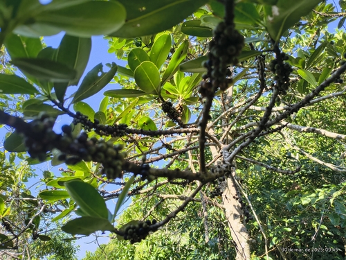 Myrsine guianensis, photograph 2