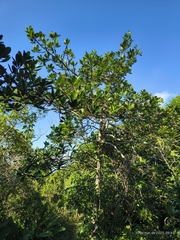 Myrsine guianensis, photograph (c) Marcelo Venturi, some rights reserved (CC BY-SA)