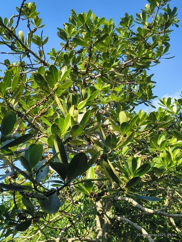 Myrsine guianensis, photograph 4