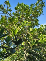 Myrsine guianensis, photograph (c) Marcelo Venturi, some rights reserved (CC BY-SA)