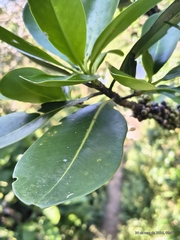 Myrsine guianensis, photograph (c) Marcelo Venturi, some rights reserved (CC BY-SA)