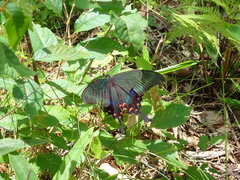 Papilio maackii