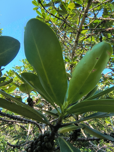 Myrsine guianensis, photograph 6