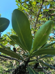Myrsine guianensis, photograph (c) Marcelo Venturi, some rights reserved (CC BY-SA)