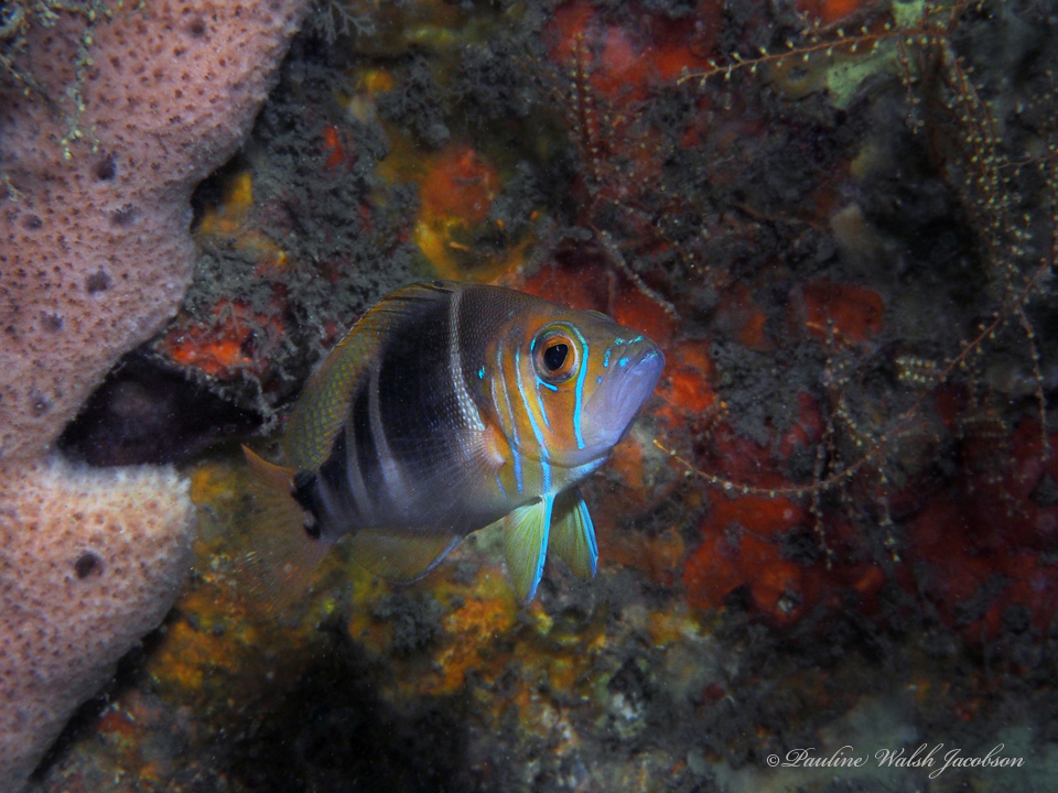 Florida Barred Hamlet