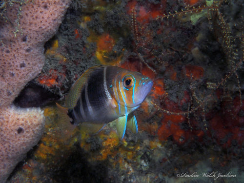 Florida Barred Hamlet