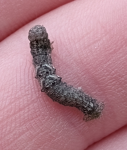 Toothed Phigalia Moth photo 3