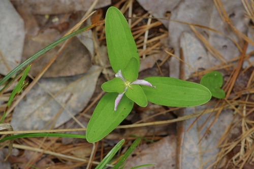 Texas trillium (Trillium texanum)