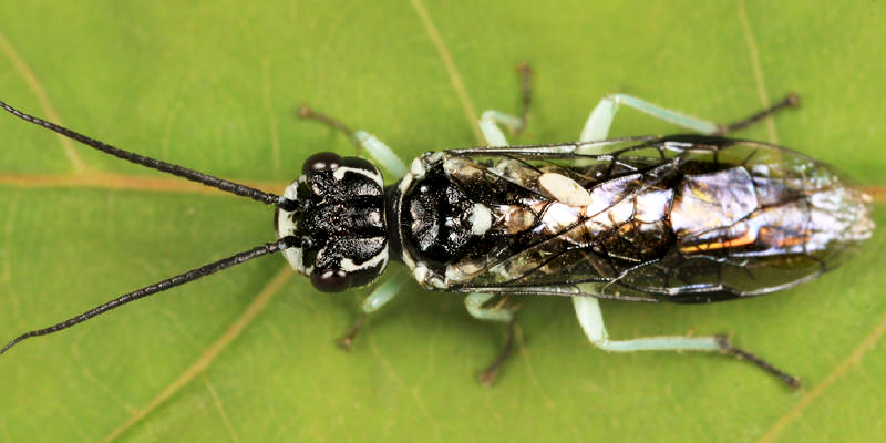 Pamphilius murrayi