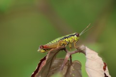 Micropodisma salamandra